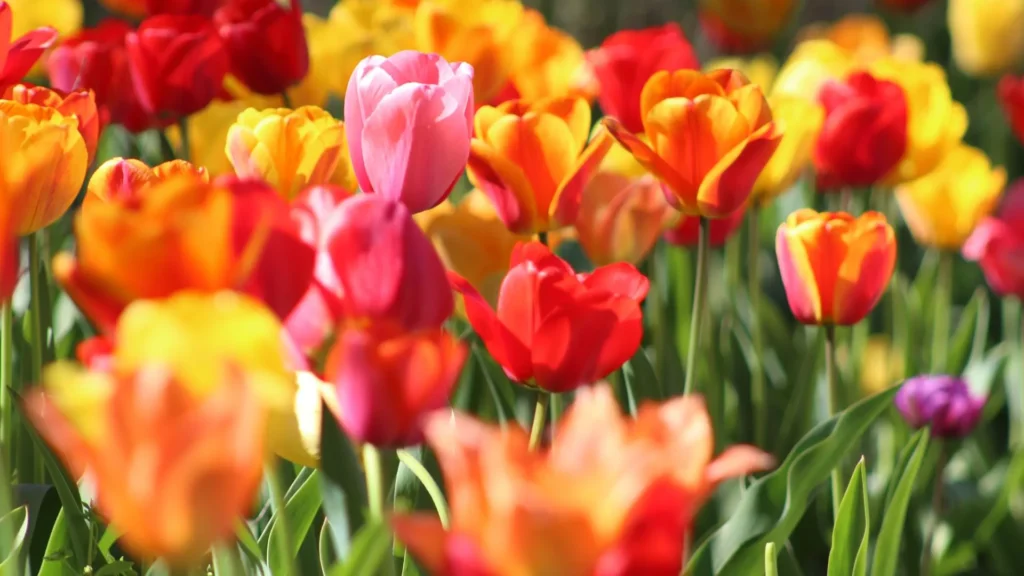 Flores: Belleza, Significado y Cuidados