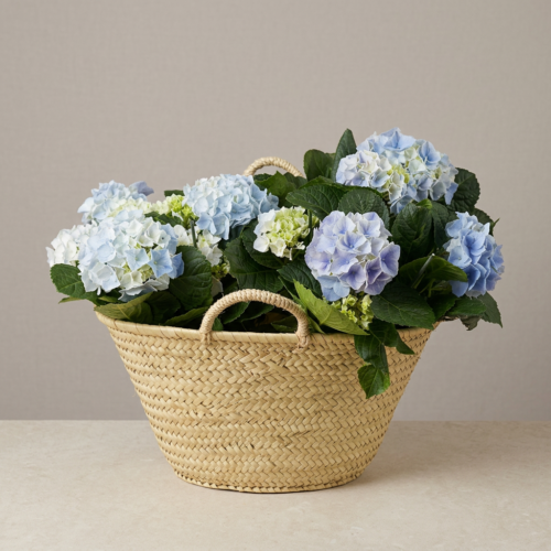Capazo con Plantas de Hortensia Naturales