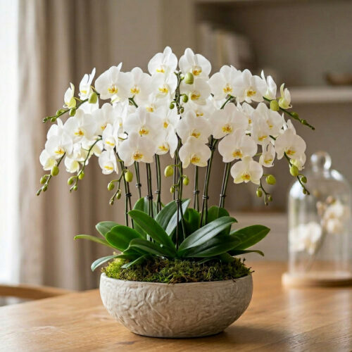 Maceta de Orquídeas